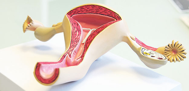 Modell weibliches Genital mit Spirale